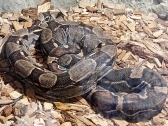 zoopark-sofia-10
