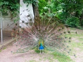 zoopark-sofia-3