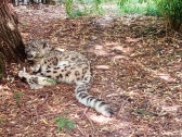 zoopark-sofia-6
