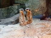 zoopark-sofia-8