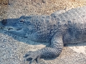 zoopark-sofia-9