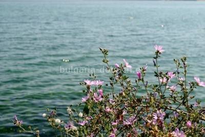 море болгария
