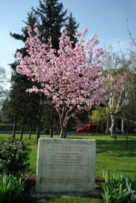 сакуры в Софии
