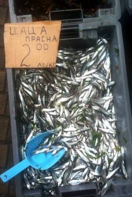 рыба цаца цена