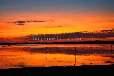 гларусы в Поморие