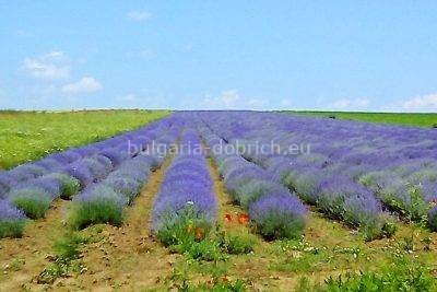лаванда Добрич