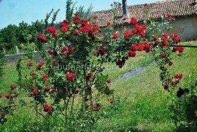 Розовый куст