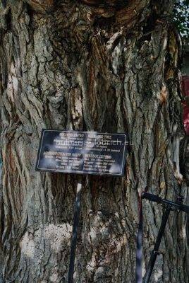 вековое дерево в Болгарии