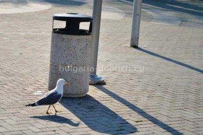 чайка