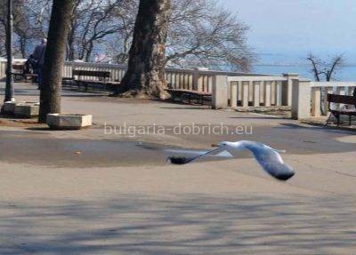 чайка летит