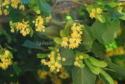 липа
