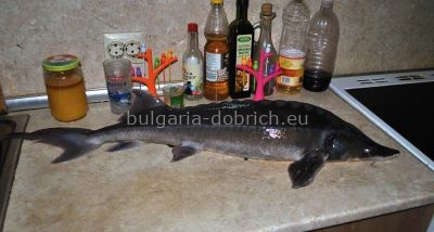 осетр Добрич