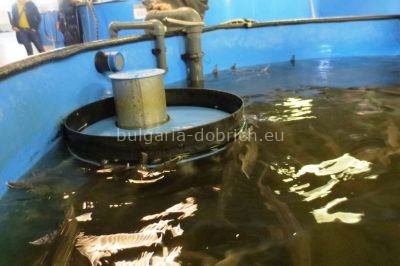 осетры в Славеево